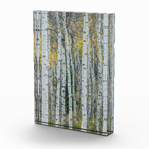 Espenbaumstämme Aspen, Colorado Fotoblock