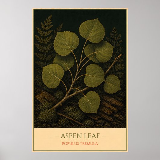 Espenblatt – Vintage botanische Illustration Poster (Vorne)