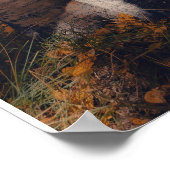 Espenwald-Herbstlandschaft Poster (Ecke)
