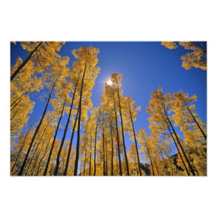 Espenwald im Herbst in der San Juan Range von Fotodruck