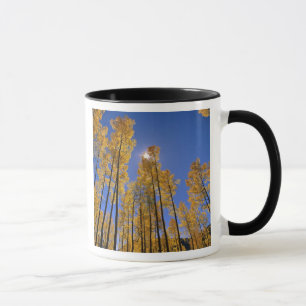 Espenwald im Herbst in der San Juan Range von Tasse