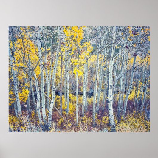 Espenwald im Herbst Poster (Vorne)