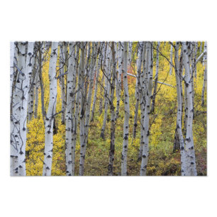 Espenwald in voller Herbstfarbe im Glacier Fotodruck