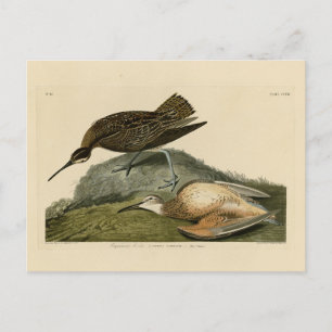 Esquimaux Curlew von Audubons Vögeln Amerikas Postkarte
