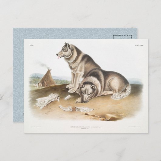 Esquimaux Dog (Canis familiaris) aus Nordamerika Postkarte (Vorne/Hinten)