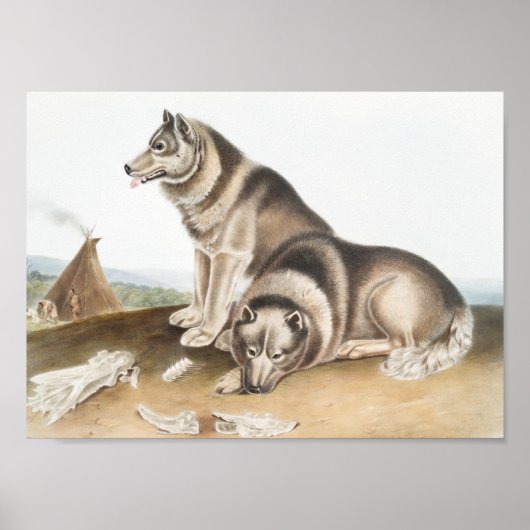 Esquimaux Dog (Canis familiaris) Illustration Poster (Vorne)
