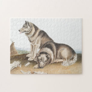 Esquimaux Dog (Canis familiaris) Illustration Puzzle