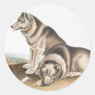 Esquimaux Dog (Canis familiaris) Illustration Runder Aufkleber