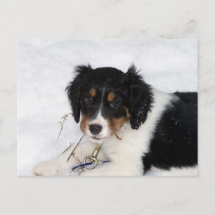 ess bwt puppy postkarte