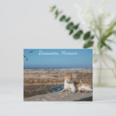 Essaouira | Katze am Meer Postkarte (Stehend Vorderseite)