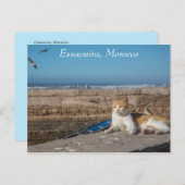 Essaouira | Katze am Meer Postkarte (Vorne/Hinten)