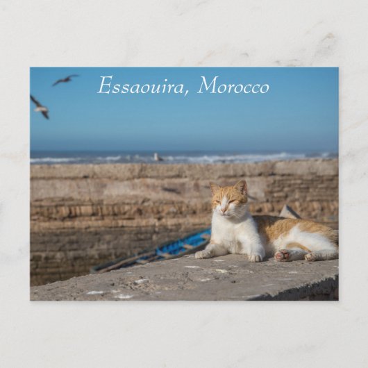 Essaouira | Katze am Meer Postkarte (Vorderseite)