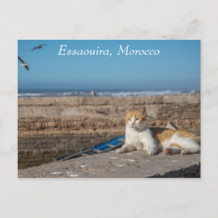 Essaouira, Marokko   Katze am Meer Postkarte