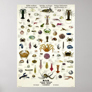 Essbare Mollusken u. Krebstiere Vintages Repro. Poster