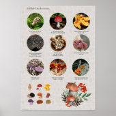 Essbare Mushroom-Fotos und Illustrationsdiagramme Poster (Vorne)