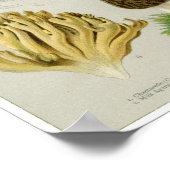 Essbare Pilze - Pilze und Rollstuhl Poster (Ecke)