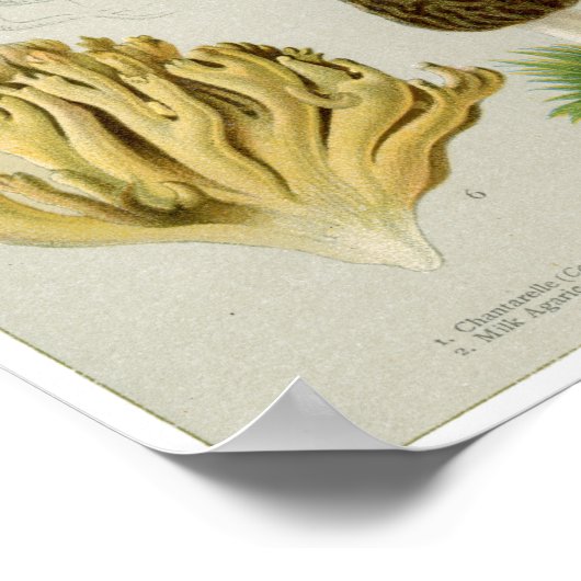 Essbare Pilze - Pilze und Rollstuhl Poster (Ecke)