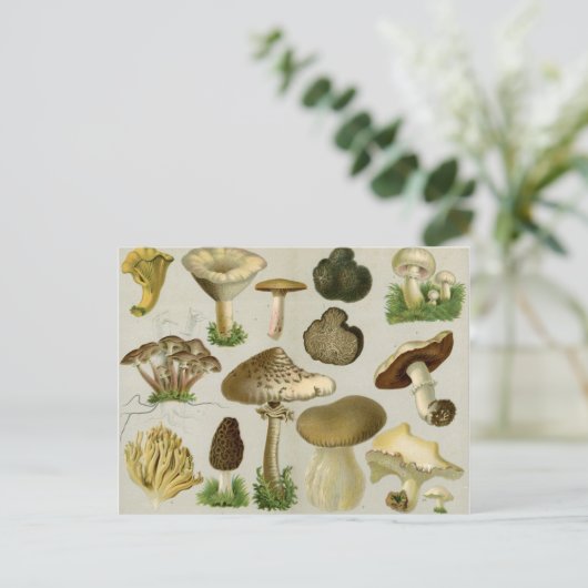 Essbare Pilze - Pilze und Rollstuhl Postkarte (Stehend Vorderseite)