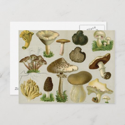 Essbare Pilze - Pilze und Rollstuhl Postkarte (Vorne/Hinten)