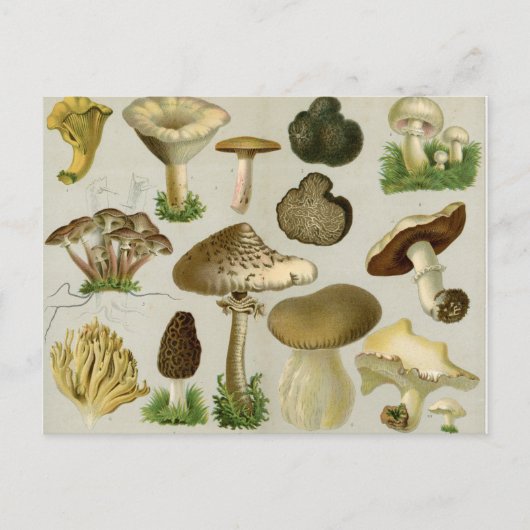 Essbare Pilze - Pilze und Rollstuhl Postkarte (Vorderseite)