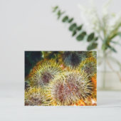 Essbares Meer Urchin Postkarte (Stehend Vorderseite)