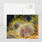 Essbares Meer Urchin Postkarte (Vorne/Hinten)