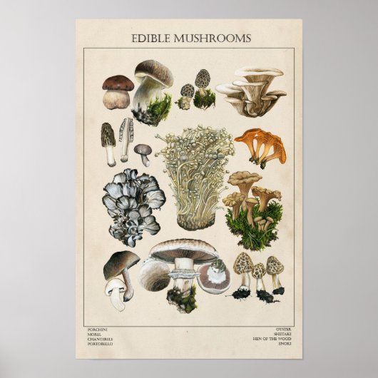 Essbares Mushroom Chart Poster (Vorne)