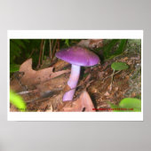 Essen Sie nicht im Pilz Poster (Vorne)