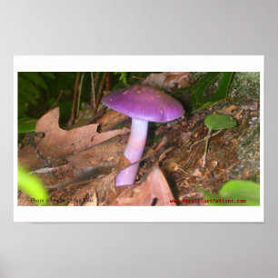 Essen Sie nicht im Pilz Poster