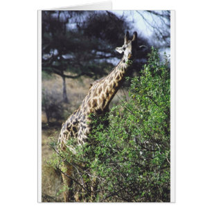 Essen Twiga Masai-(Masai-Giraffe)