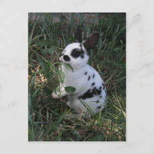 Essen von Grüntönen Postkarte