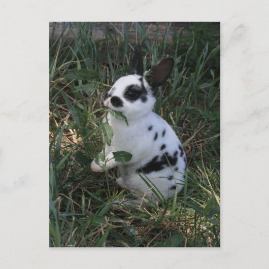 Essen von Grüntönen Postkarte (Vorderseite)