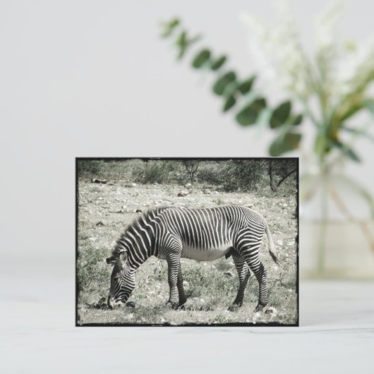 Essen Zebra Postkarte (Stehend Vorderseite)