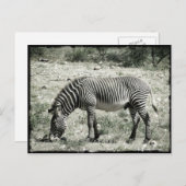 Essen Zebra Postkarte (Vorne/Hinten)