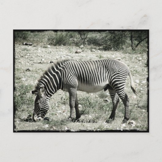 Essen Zebra Postkarte (Vorderseite)