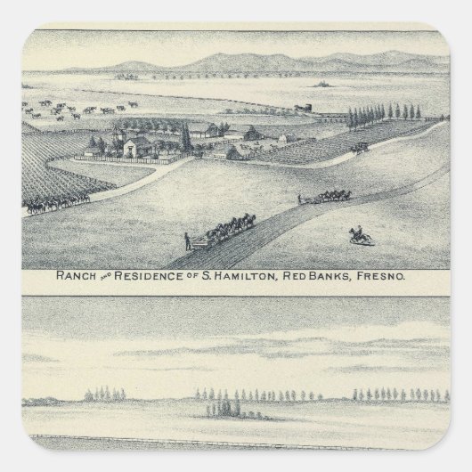 Estella Blanca Vineyard, Kalifornien Quadratischer Aufkleber (Vorderseite)