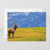 Estes Park Colorado Postkarte (Vorne/Hinten)