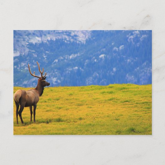Estes Park Colorado Postkarte (Vorderseite)