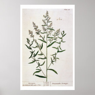 Estragon, überzieht 116 von "einem neugierigen poster