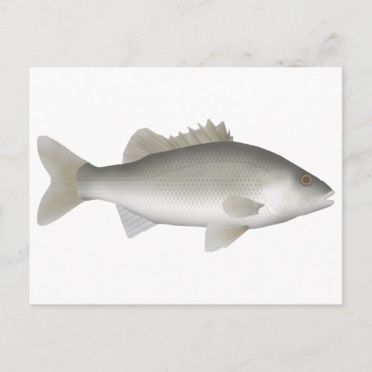 Estuary Perch Postkarte (Vorderseite)