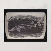 Etching - Sterlet Sturgeon