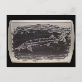 Etching - Sterlet Sturgeon Postkarte
