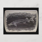 Etching - Sterlet Sturgeon Postkarte (Vorderseite)