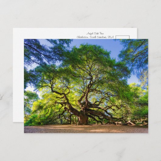 Ethereal Angel Oak Tree Postkarte (Vorne/Hinten)