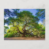 Ethereal Angel Oak Tree Postkarte (Vorderseite)