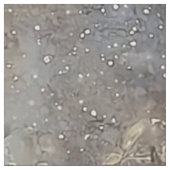 Ethereal-Profil für Löwen und Halbmond Stoff (Muster)