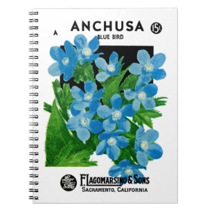 Etikett für Anchusa-Saatgut Notizblock