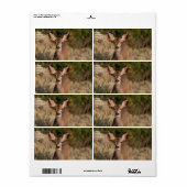 Etikett für den Tiertransport (Vorne)