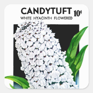Etikett für Kandytuft-Saatgut Quadratischer Aufkleber