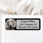 Etikett für personalisierte Haustiere oder Hunde (Insitu)